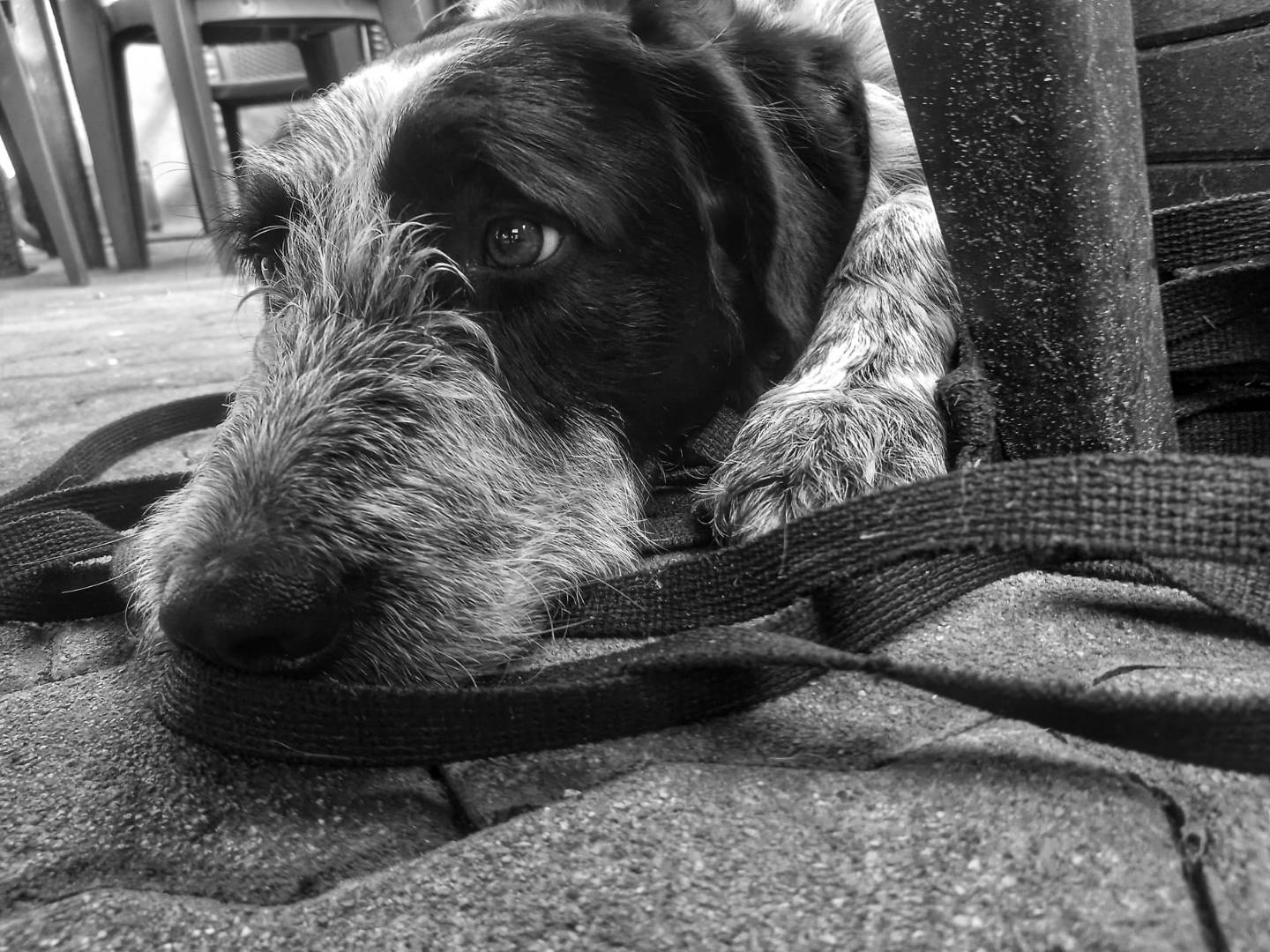 Adozione cane, maschio, Razza sconosciuta Spinone, 3 anni e 1 mese, taglia media, Milano