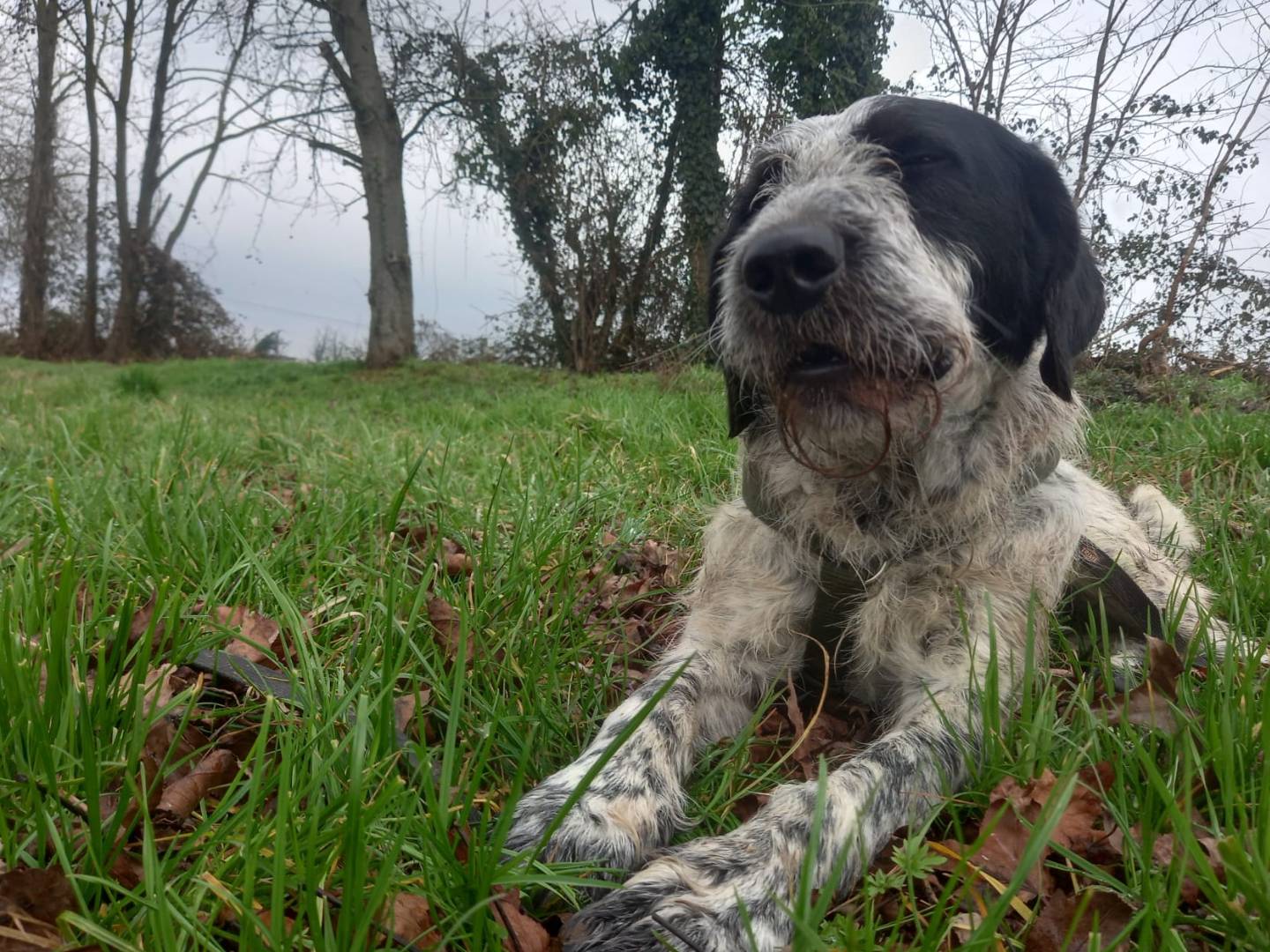 Adotta un cane, maschio, 3 anni e 1 mese, Milano