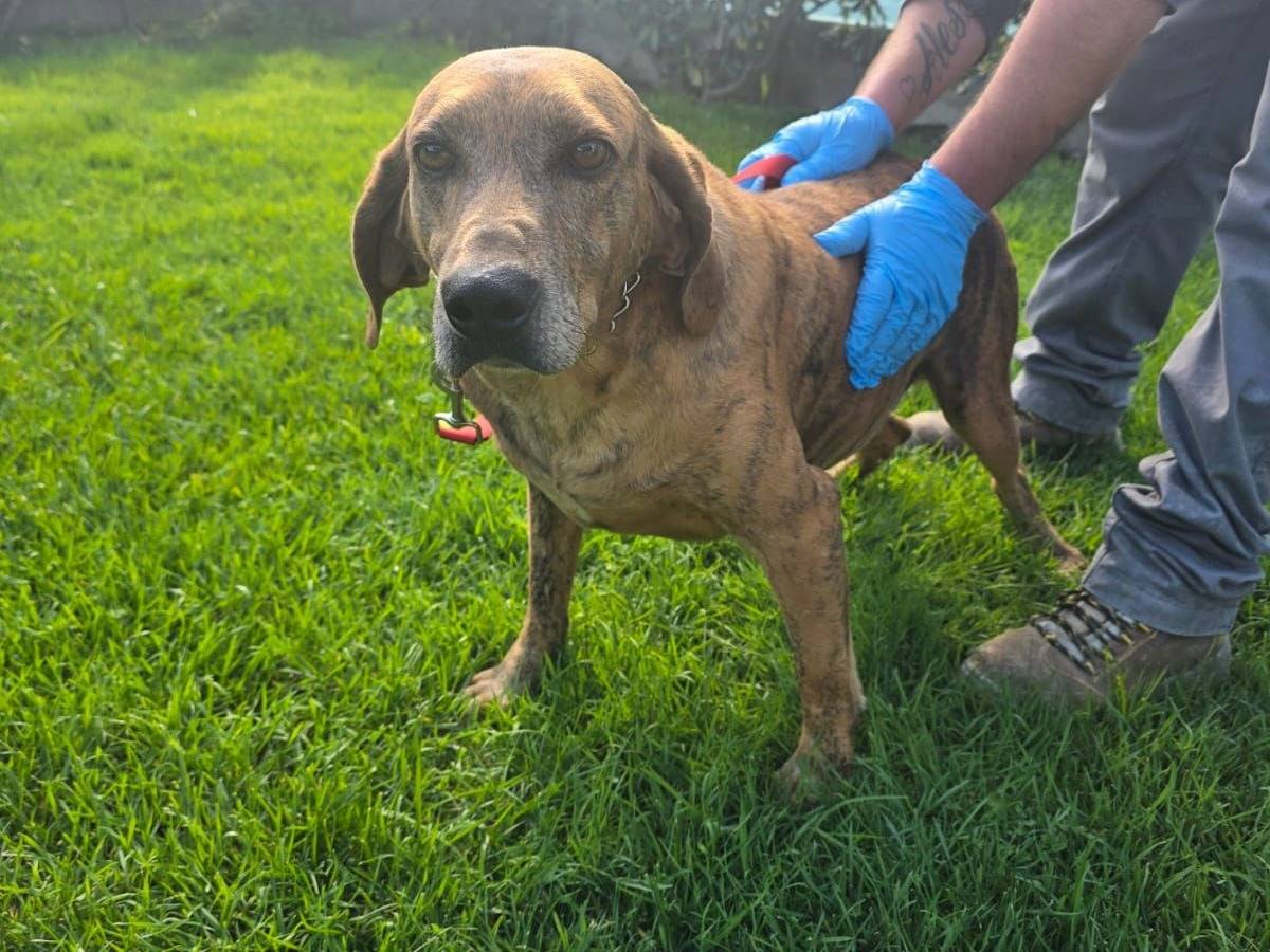 Adozione cane, maschio, Segugio maremmano Razza sconosciuta, 8 anni e 6 mesi, taglia media, Crotone
