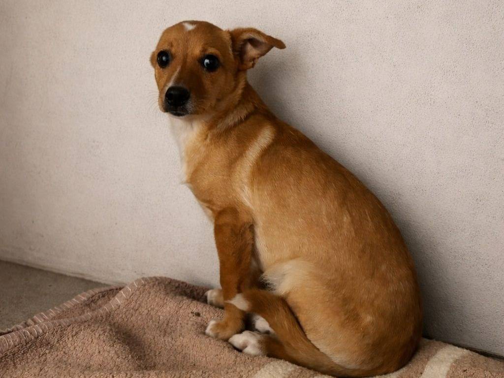 Adozione cane, maschio, Razza sconosciuta Razza sconosciuta, 4 mesi, taglia piccola, Crotone