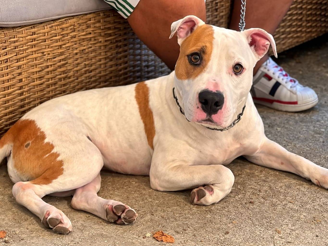 Adozione cane, femmina, Amstaff Razza sconosciuta, 4 anni e 9 mesi, taglia media, Crotone