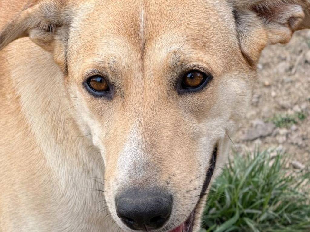 Adotta un cane, femmina, 1 anno, Crotone