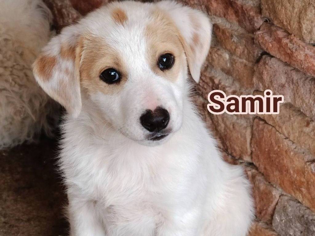 Adozione cane, maschio, Razza sconosciuta Razza sconosciuta, 2 mesi, taglia grande, Crotone