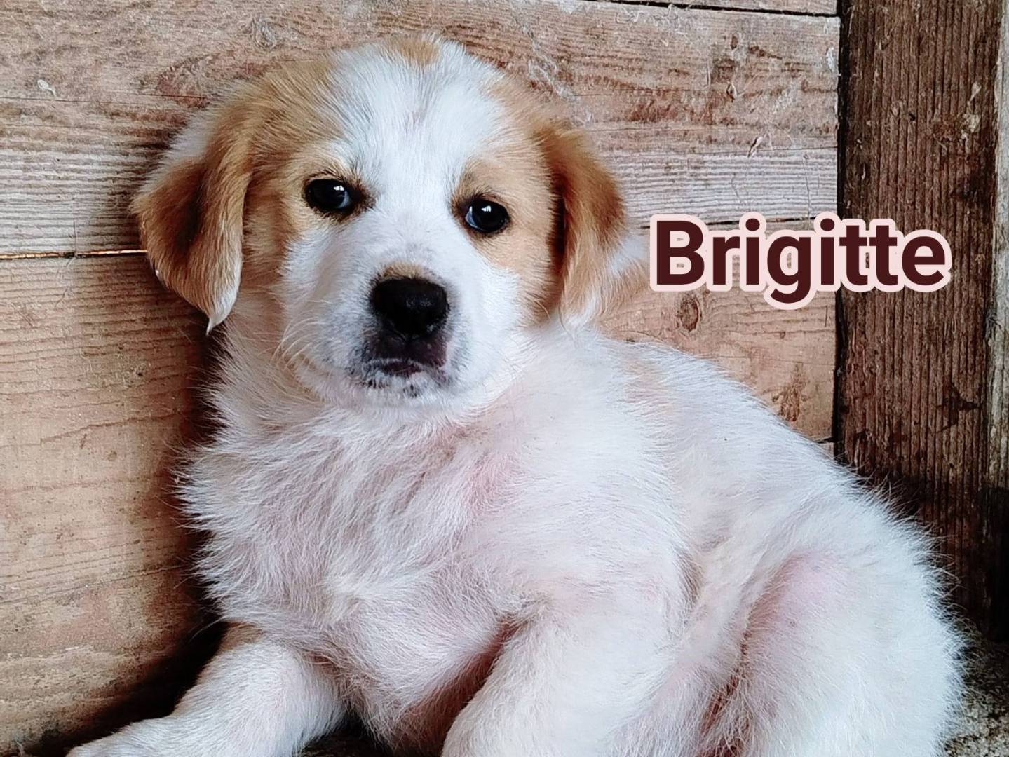 Adozione cane, femmina, Razza sconosciuta Razza sconosciuta, 2 mesi, taglia media, Crotone