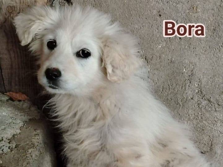 Adozione cane, femmina, Razza sconosciuta Razza sconosciuta, 2 mesi, taglia media, Crotone