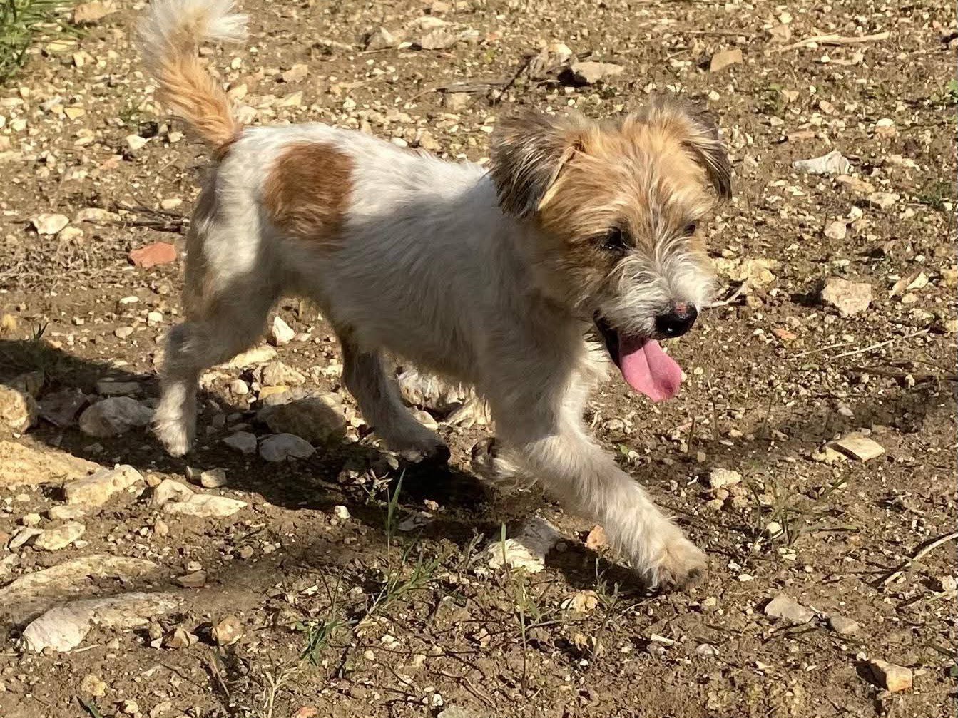 Adozione cane, maschio, Razza sconosciuta Razza sconosciuta, 9 anni, taglia piccola, Trapani