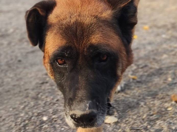 Adozione cane, maschio, Razza sconosciuta Razza sconosciuta, 12 anni e 2 mesi, taglia gigante, Mantova