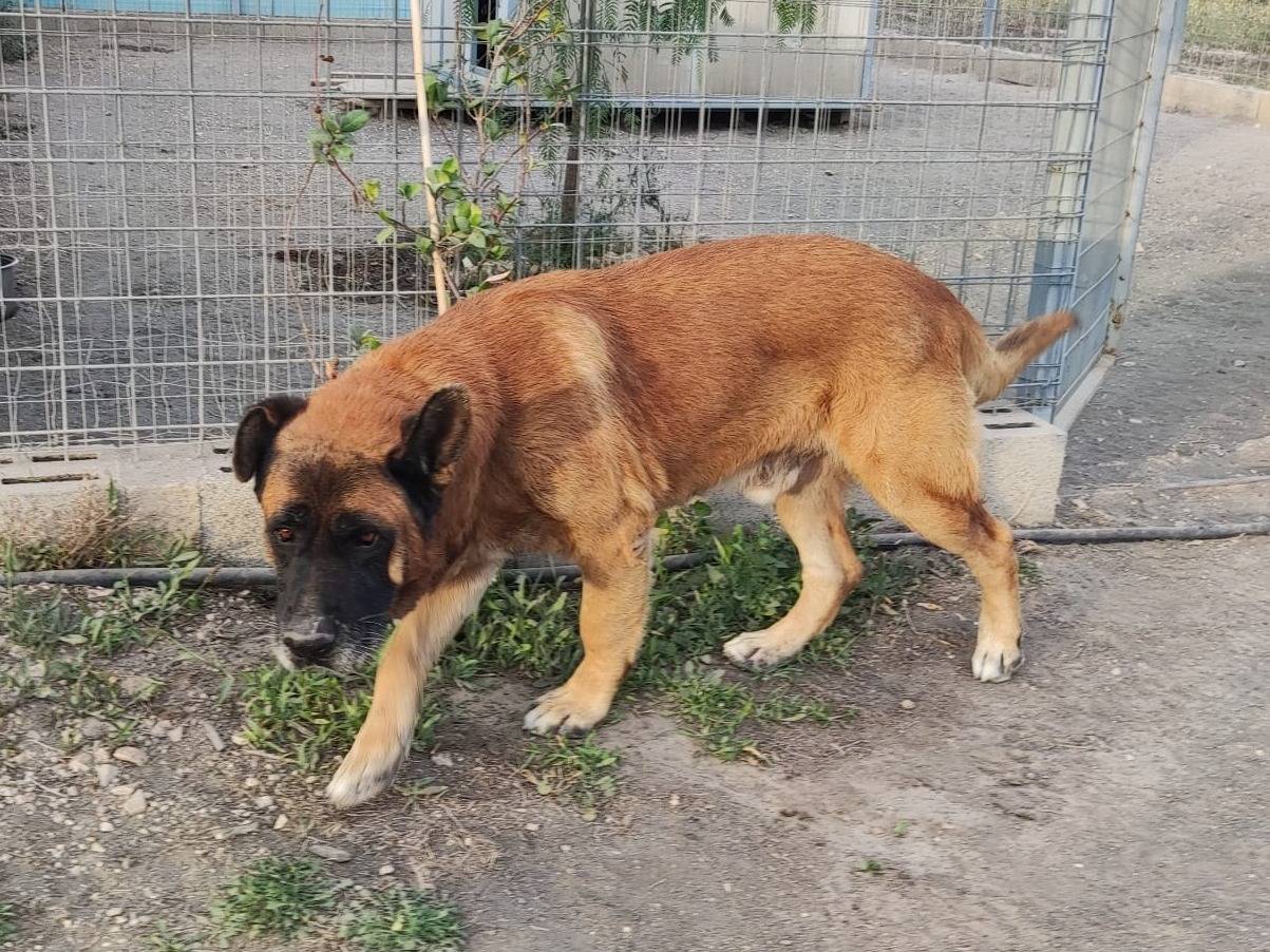 Adotta un cane, maschio, 12 anni e 2 mesi, Mantova