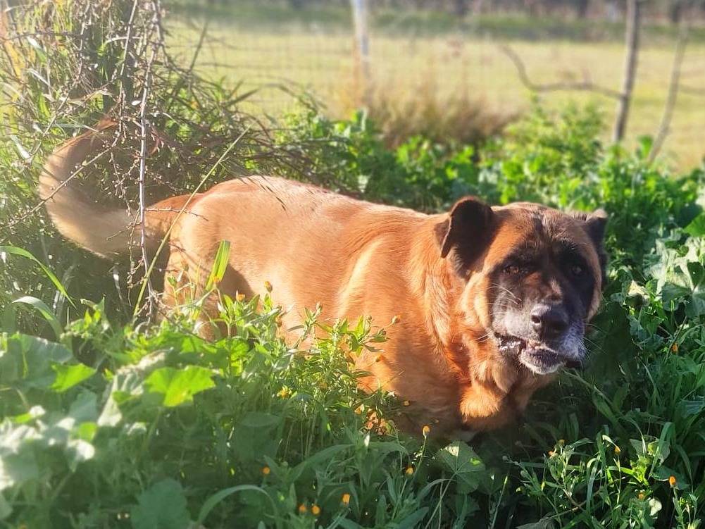 Adotta un cane, taglia gigante, maschio, Mantova