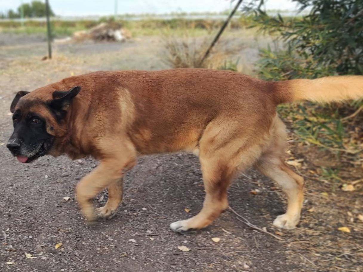 Vuoi adottare un cane a Mantova?