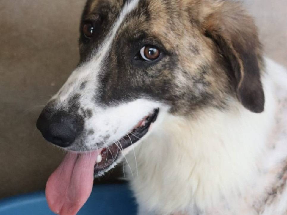 Adotta un cane, femmina, 9 anni e 2 mesi, Pordenone