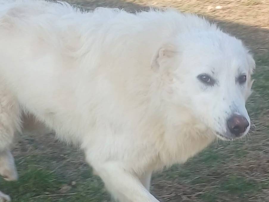 Adozione cane, maschio, Razza sconosciuta Razza sconosciuta, 4 anni e 2 mesi, taglia grande, Mantova