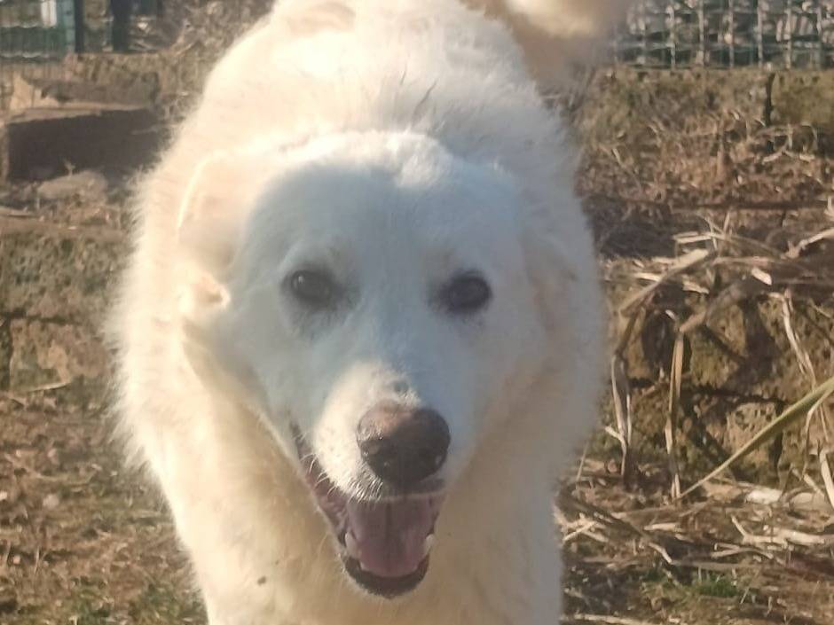 Adotta il cane SNIPPER a Mantova