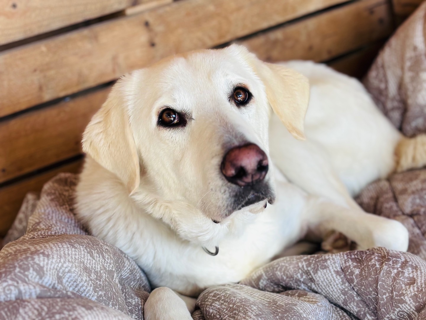 Adotta un cane, maschio, 3 anni e 1 mese, Siracusa