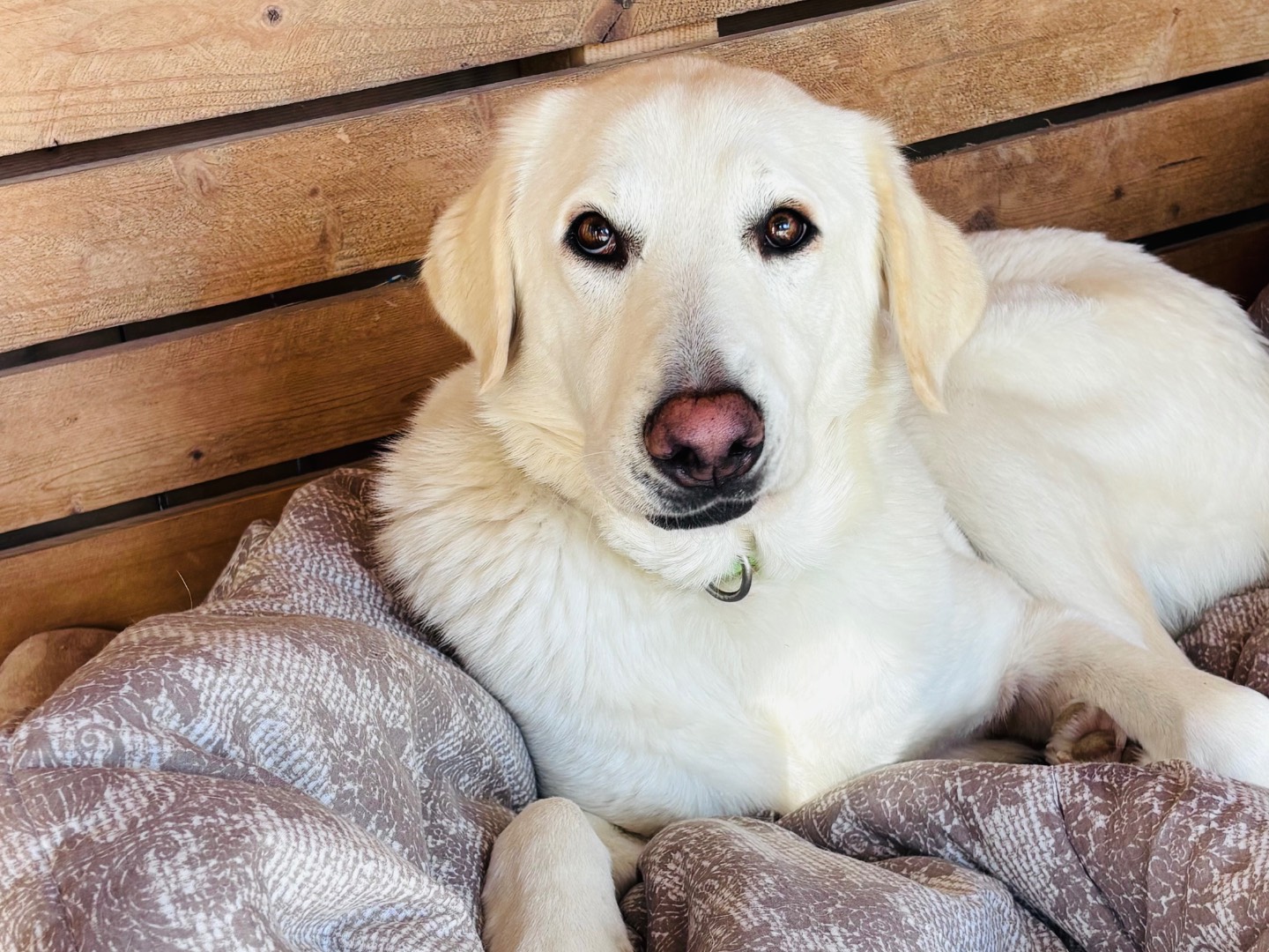 Adotta un cane, taglia media, maschio, Siracusa