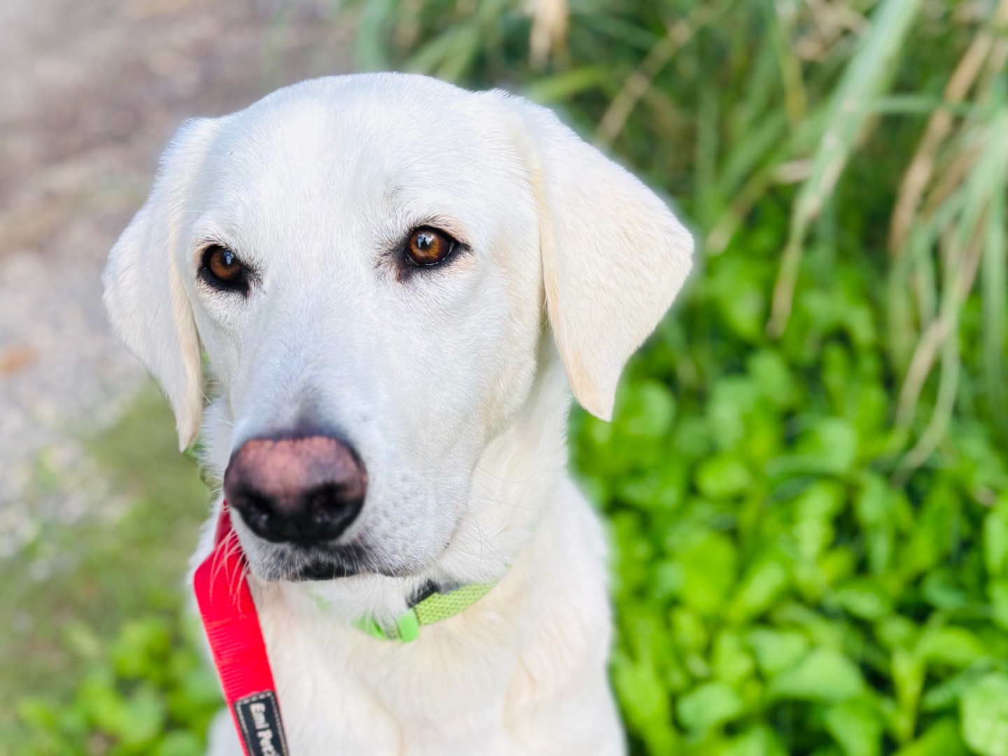 Vuoi adottare un cane a Siracusa?