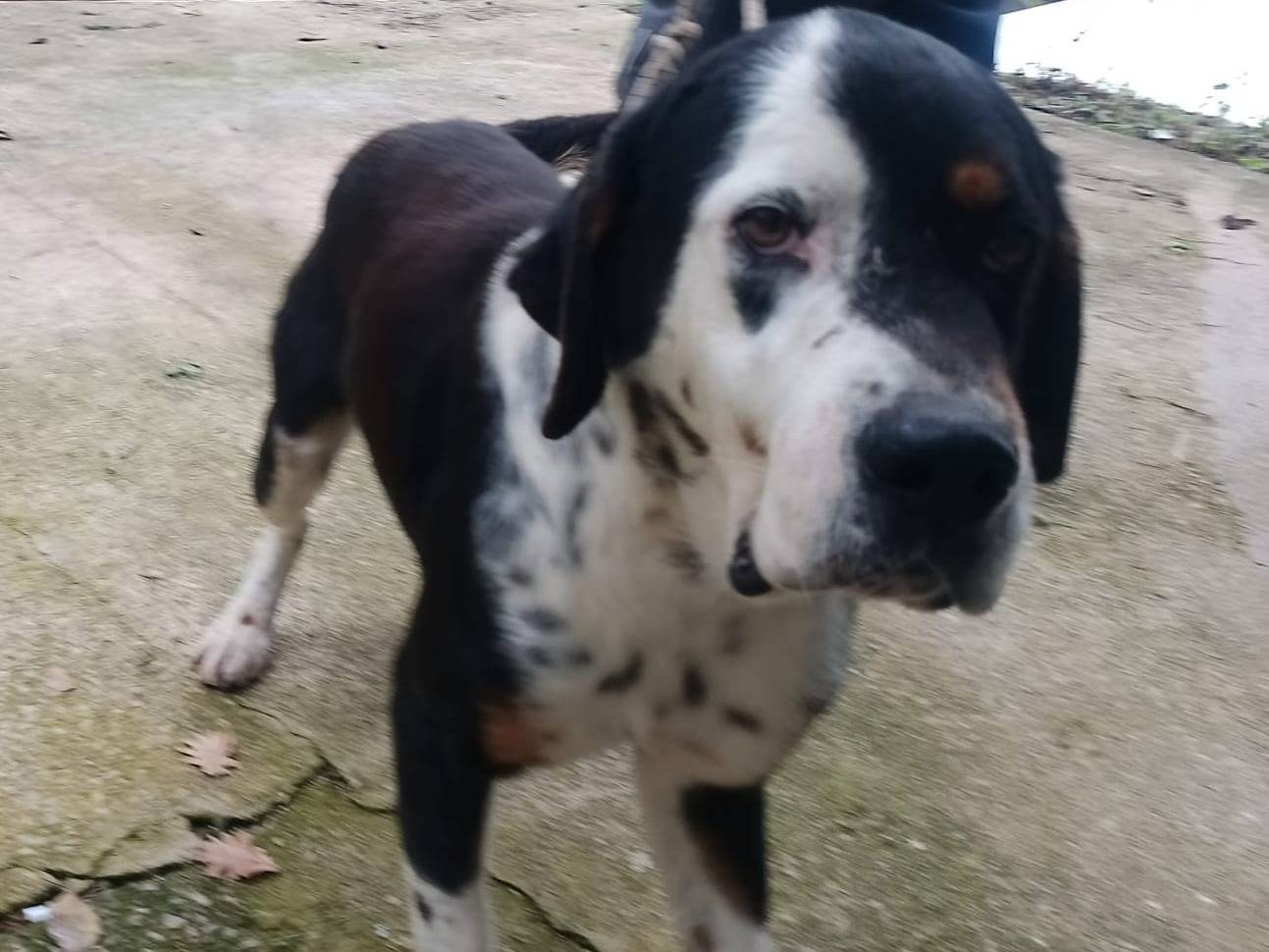 Adozione cane, maschio, Razza sconosciuta Razza sconosciuta, 4 anni, taglia grande, Latina