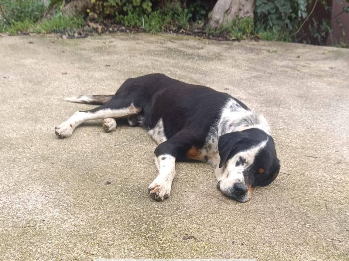Adotta un cane, maschio, 4 anni, Latina