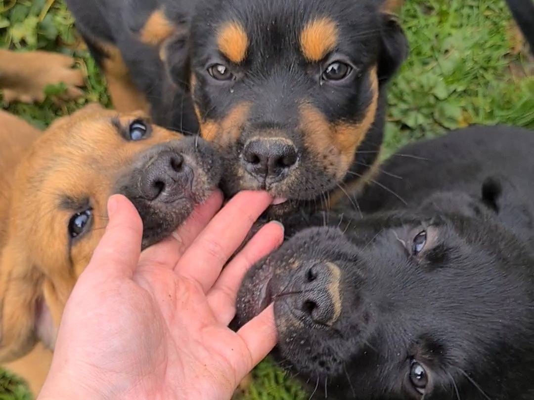 Adozione cane, femmina, Rottweiler Razza sconosciuta, 1 mesi, taglia gigante, Firenze