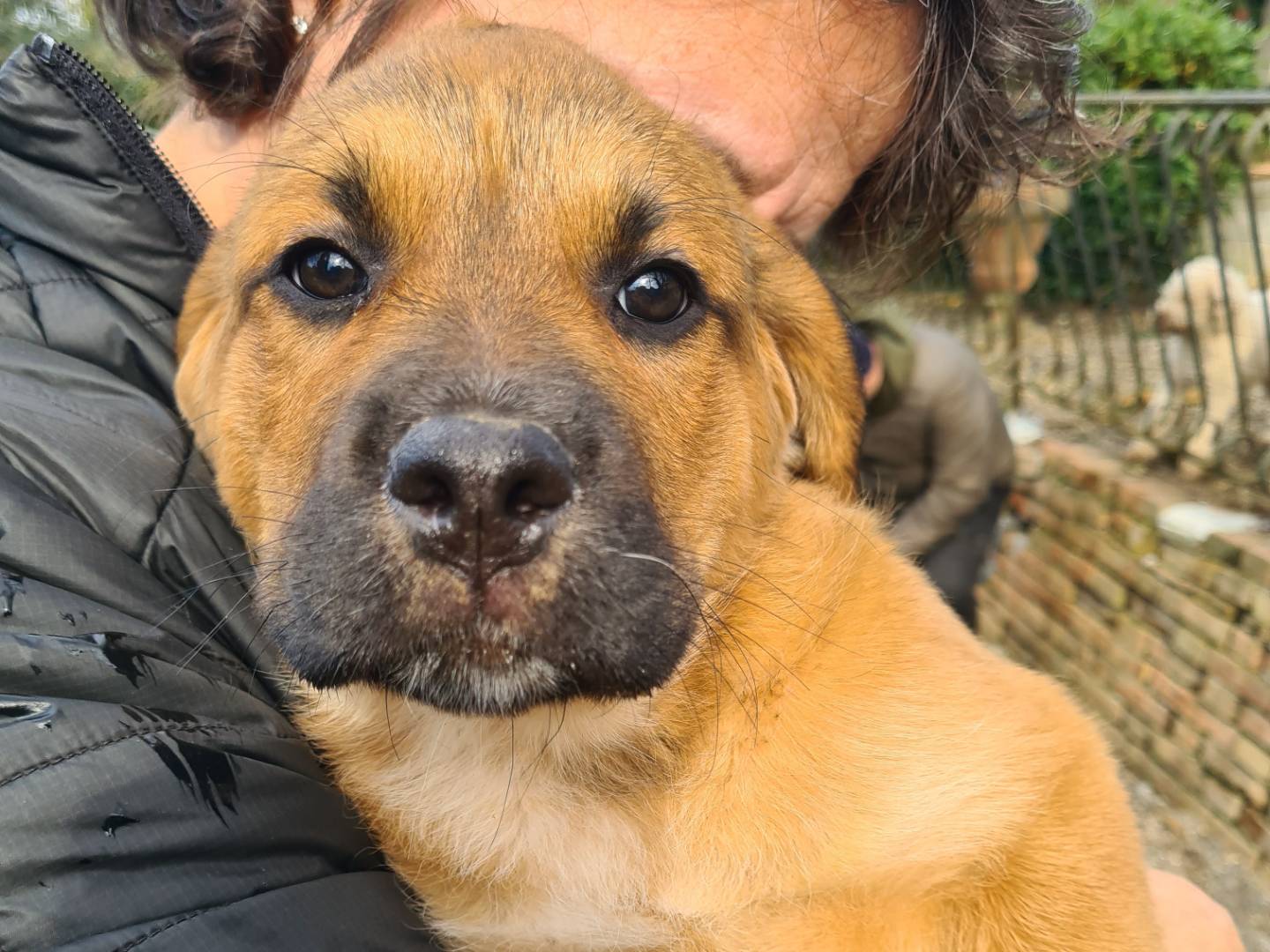 Adotta un cane, taglia gigante, femmina, Firenze