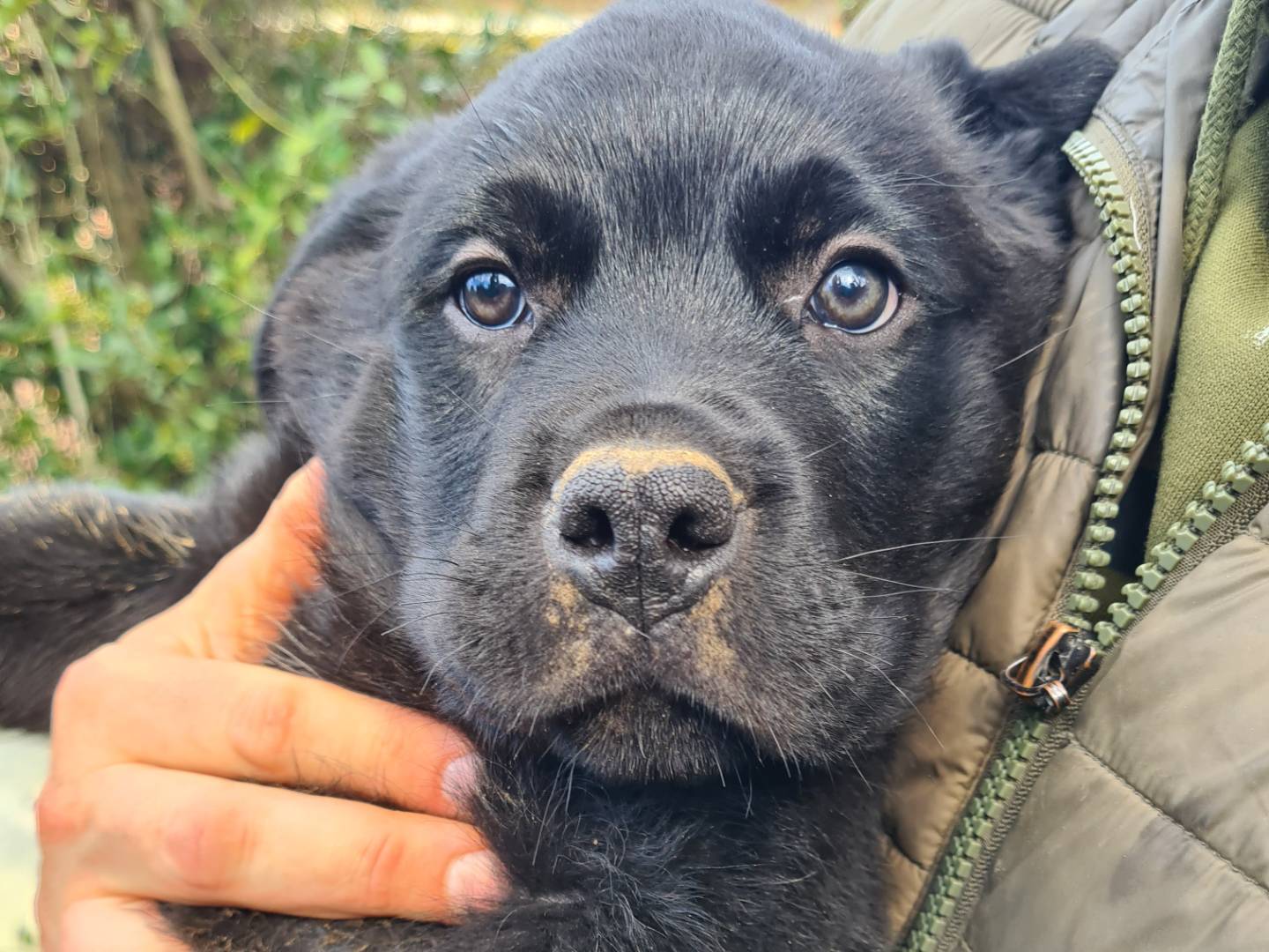 Adotta il cane QUATTRO PAGNOTTONI a Firenze