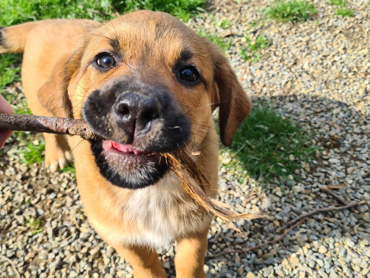 Adotta un cane, femmina, 2 mesi, Firenze