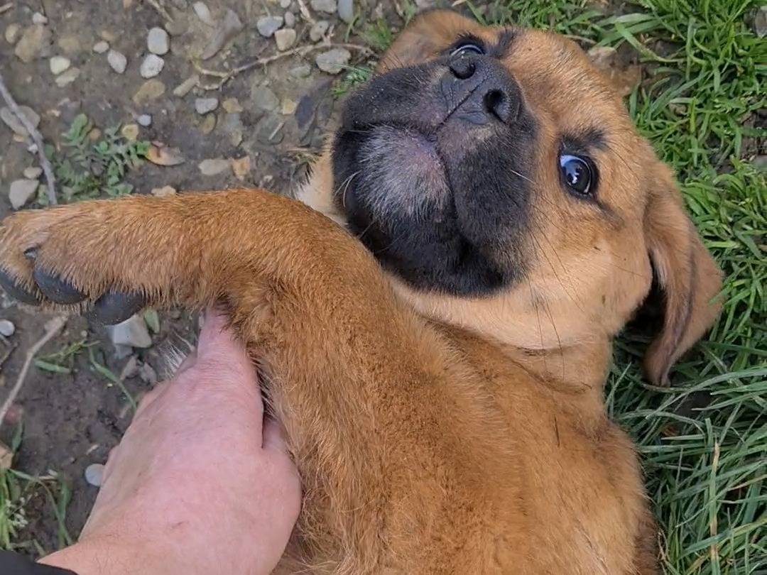 Adotta il cane CARRIE a Firenze