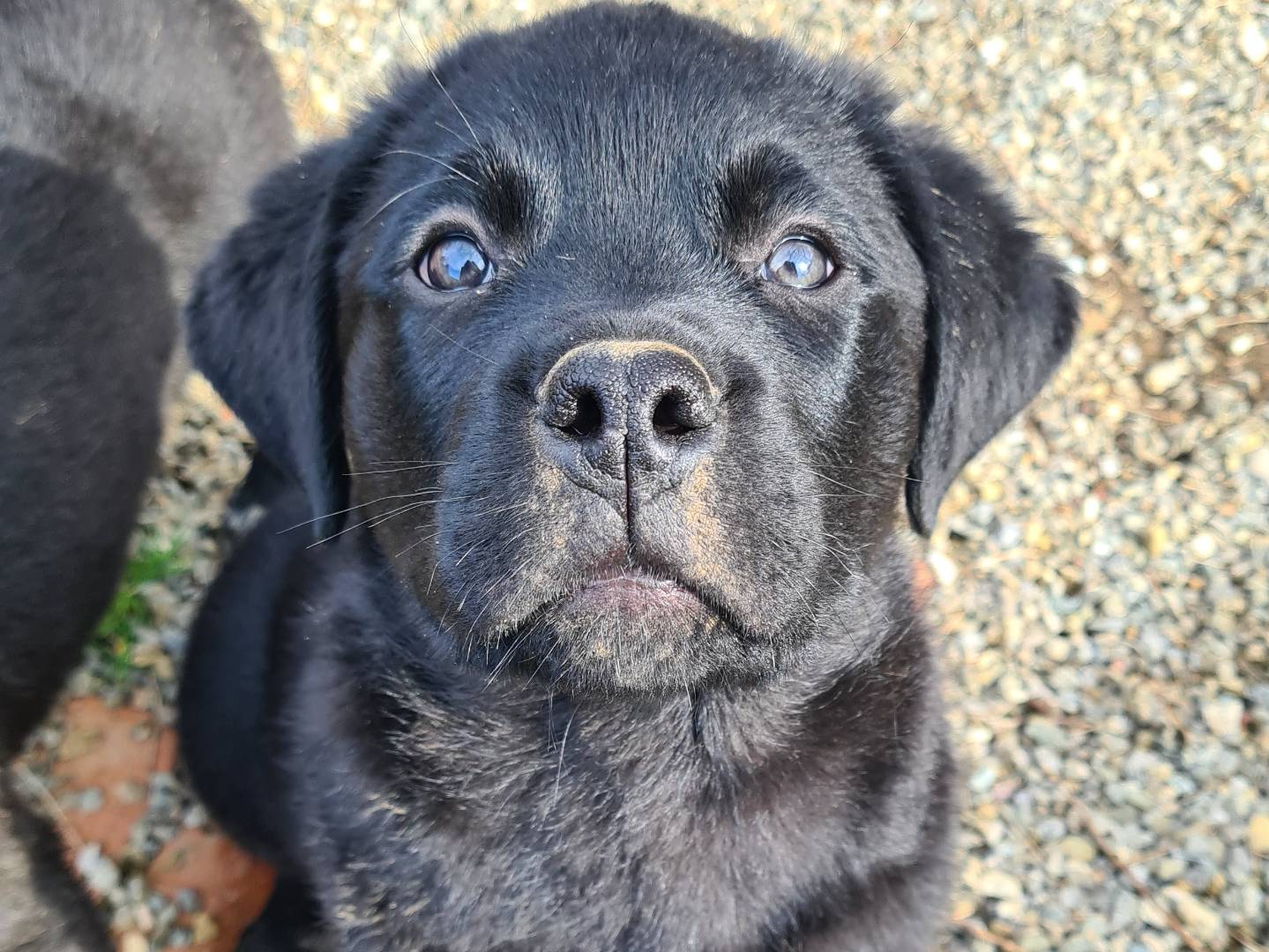 Adozione cane, maschio, Rottweiler Razza sconosciuta, 2 mesi, taglia gigante, Firenze