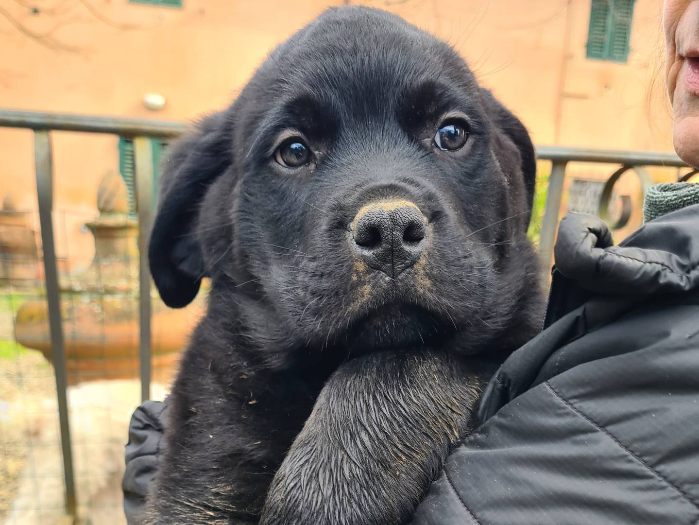 Adotta un cane, taglia gigante, maschio, Firenze