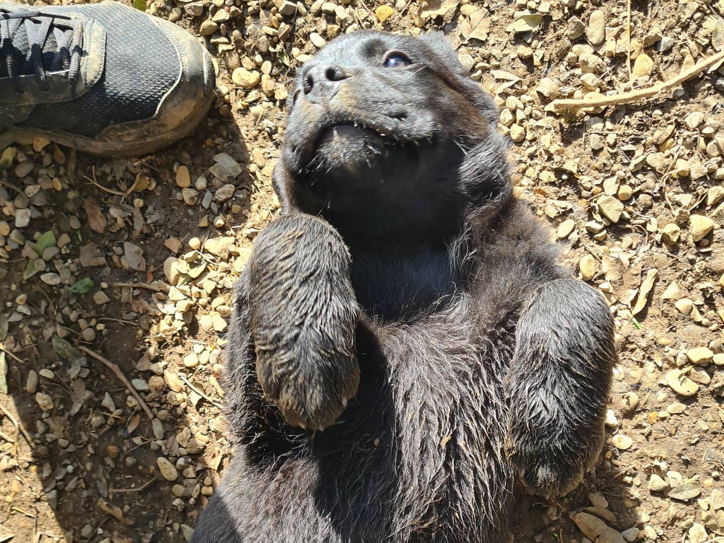 Adotta il cane CHUCKY a Firenze
