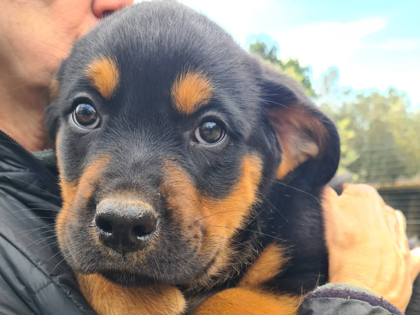 Adozione cane, femmina, Rottweiler Razza sconosciuta, 2 mesi, taglia gigante, Firenze