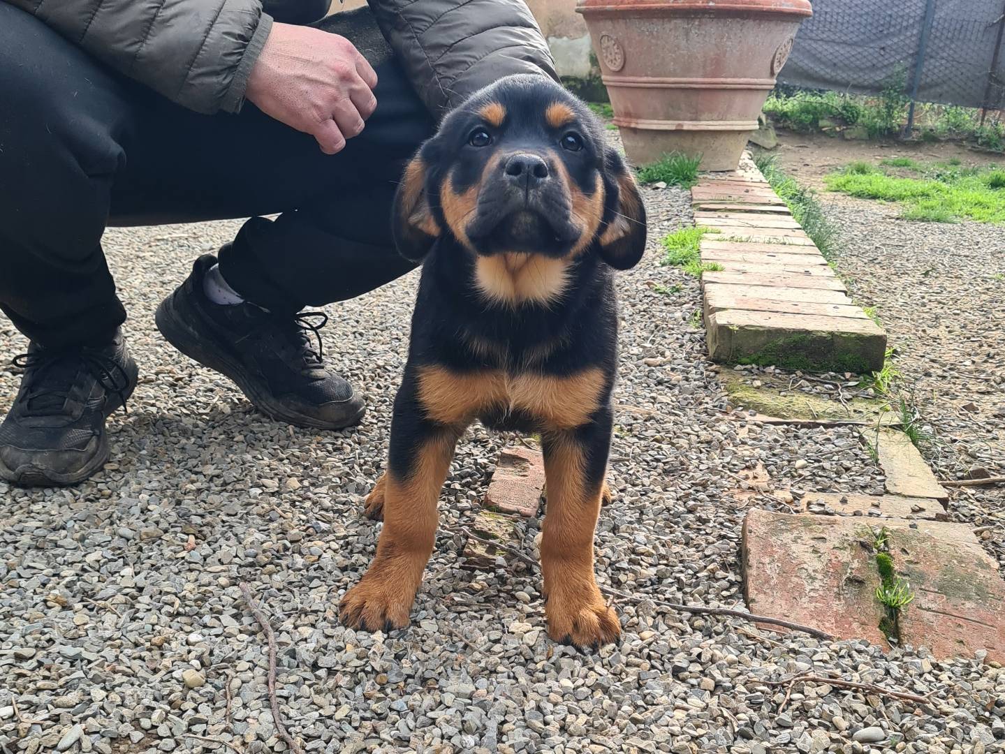 Adotta un cane, femmina, 2 mesi, Firenze