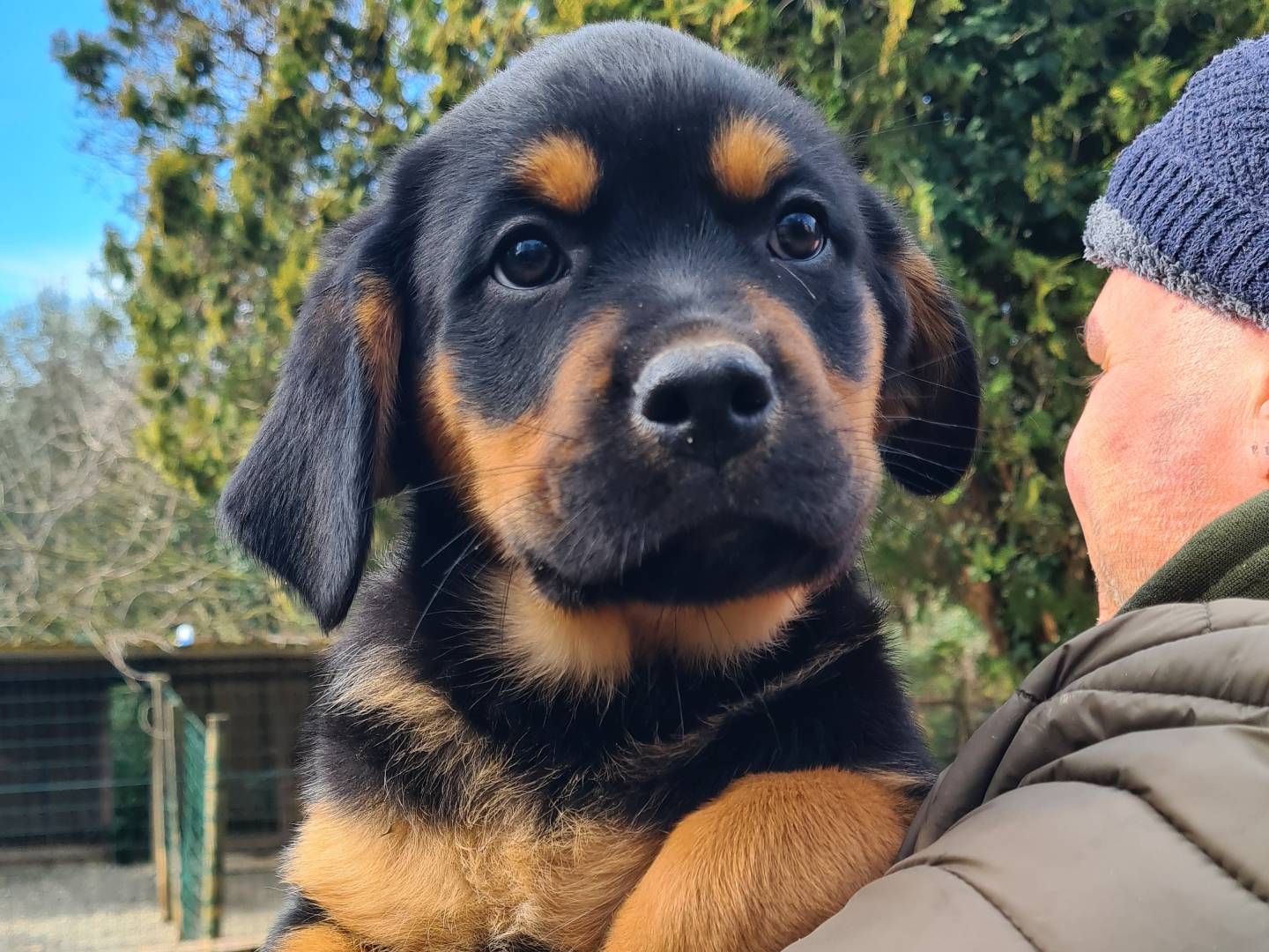 Adotta un cane, taglia gigante, femmina, Firenze