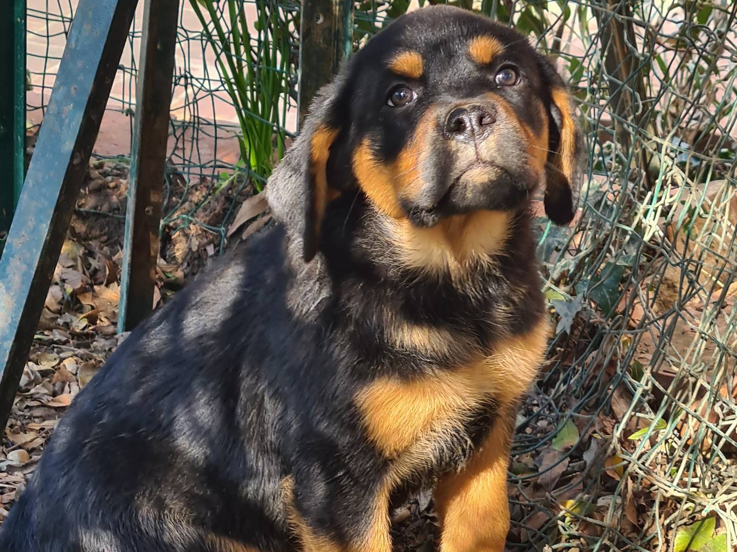 Vuoi adottare un cane a Firenze?