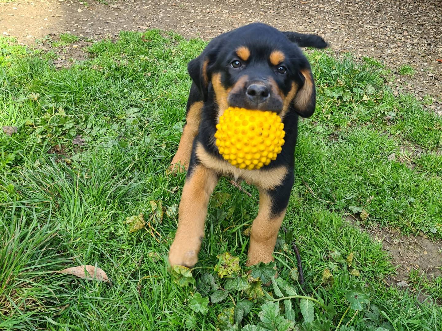 Adotta il cane ANNABELLE a Firenze