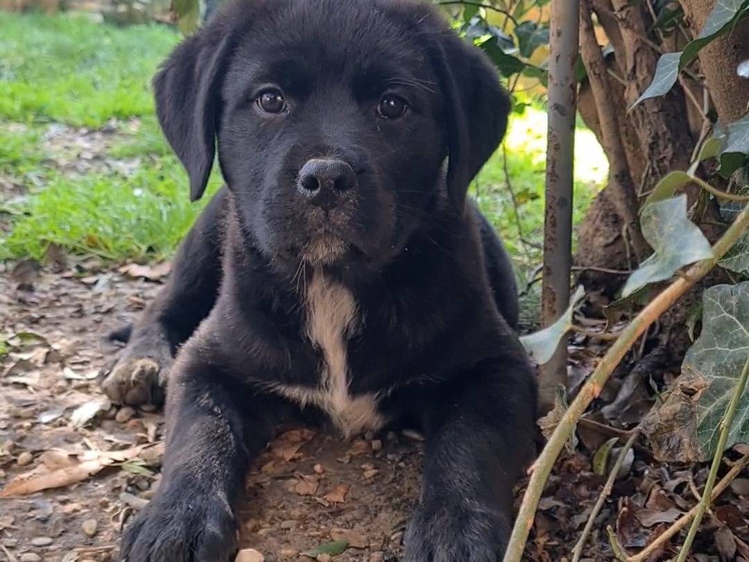 Adozione cane, femmina, Rottweiler Razza sconosciuta, 2 mesi, taglia grande, Firenze