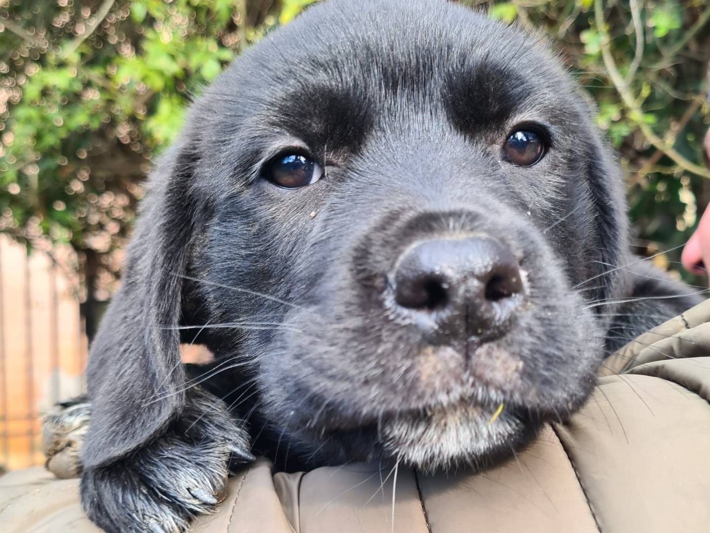 Adotta un cane, femmina, 2 mesi, Firenze