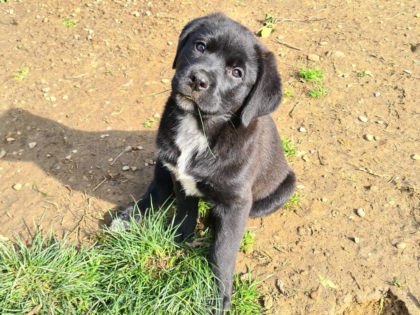 Adotta un cane, taglia grande, femmina, Firenze