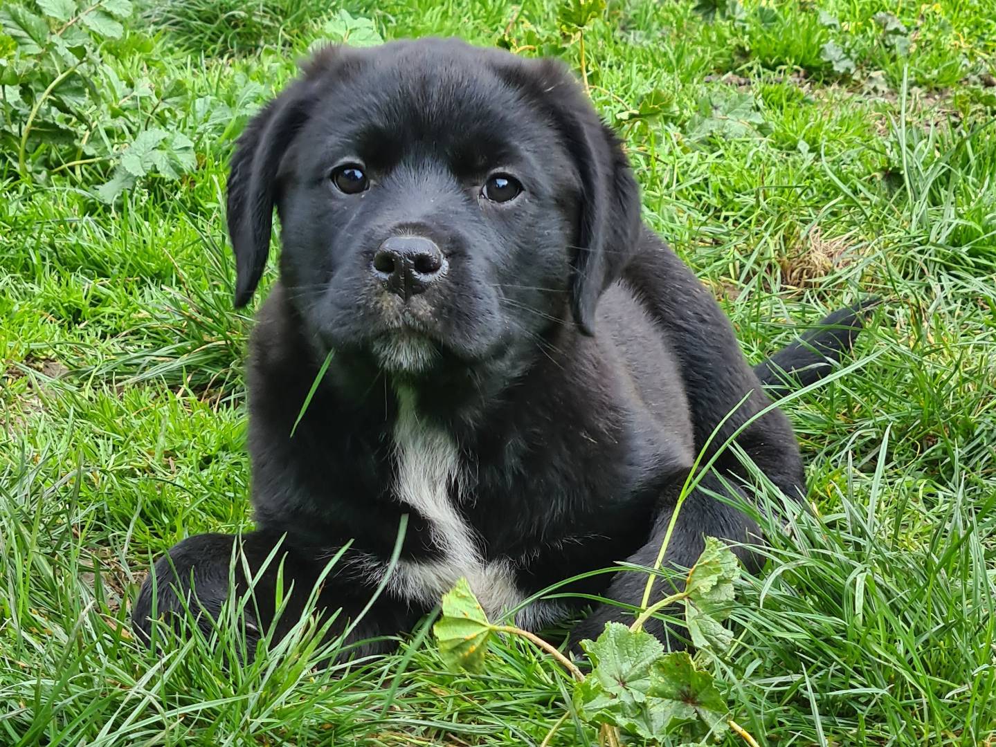 Vuoi adottare un cane a Firenze?