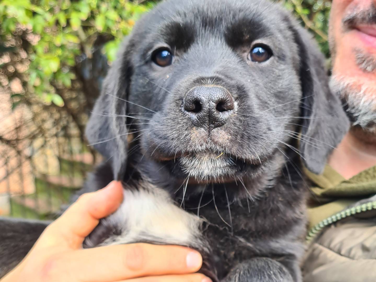 Adotta il cane SAMARA a Firenze