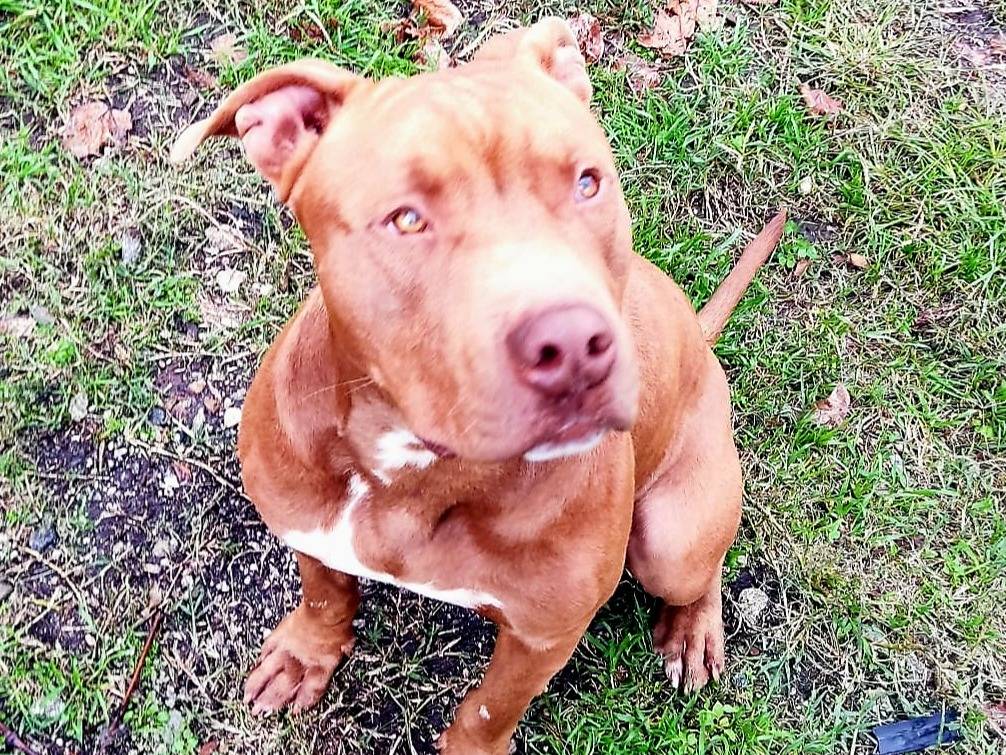 Adozione cane, maschio, Pitbull Razza sconosciuta, 1 anno e 5 mesi, taglia media, Varese