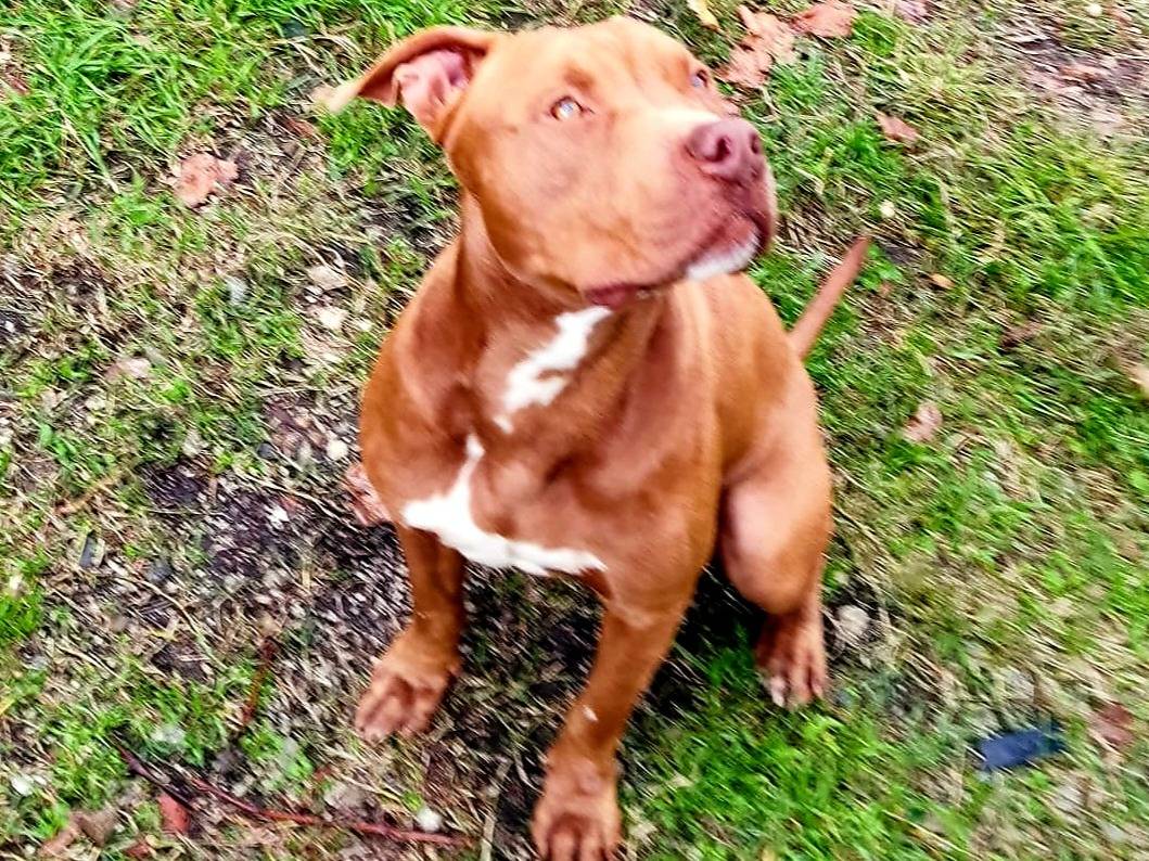 Adotta un cane, maschio, 1 anno e 5 mesi, Varese