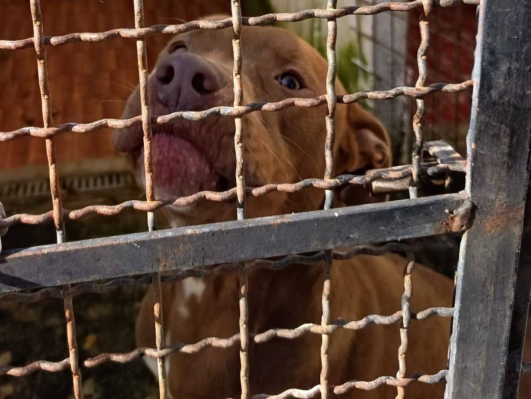 Adotta un cane, taglia media, maschio, Varese