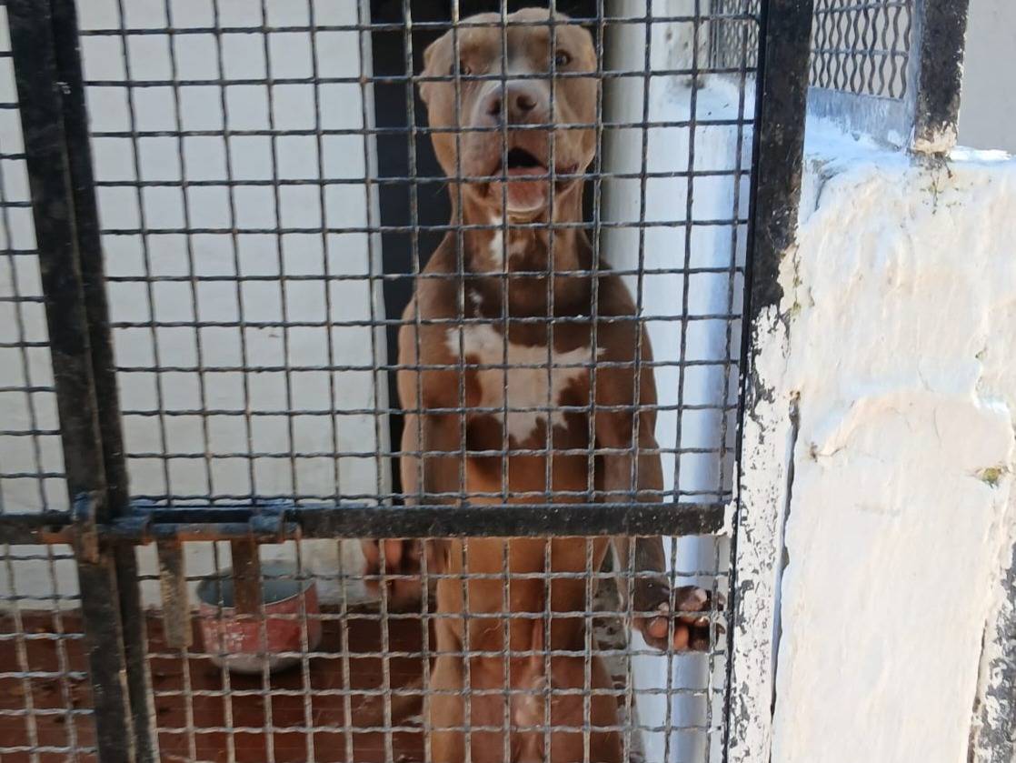 Vuoi adottare un cane a Varese?