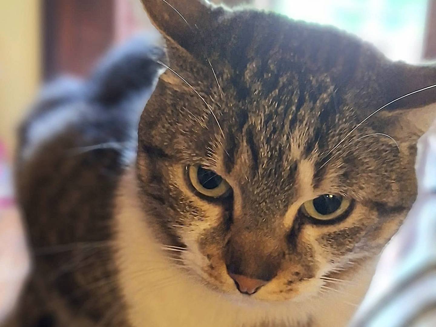 Adozione gatto, femmina, Razza sconosciuta Razza sconosciuta, 2 anni e 2 mesi, taglia non valida, Siracusa