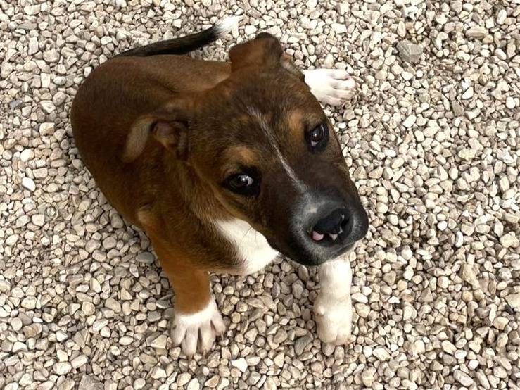 Adozione cane, maschio, Pitbull Razza sconosciuta, 4 mesi, taglia media, Frosinone