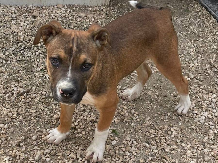 Adotta un cane, maschio, 4 mesi, Frosinone