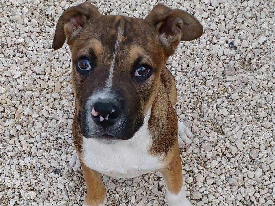 Adotta un cane, taglia media, maschio, Frosinone