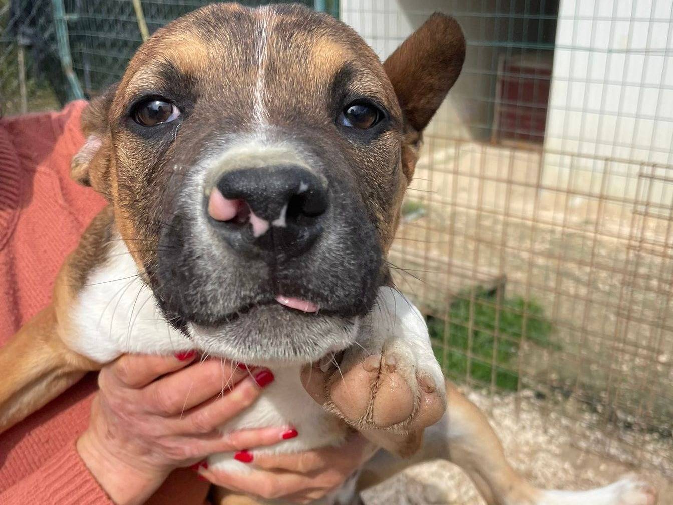 Vuoi adottare un cane a Frosinone?