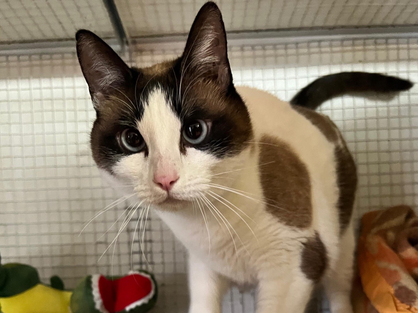 Adozione gatto, femmina, Razza sconosciuta Razza sconosciuta, 4 anni e 10 mesi, taglia non valida, Milano